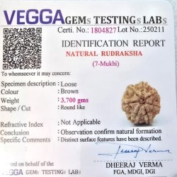 7 Mukhi Rudraksha Certified Original Bead for Wealth, Health & Good Fortune